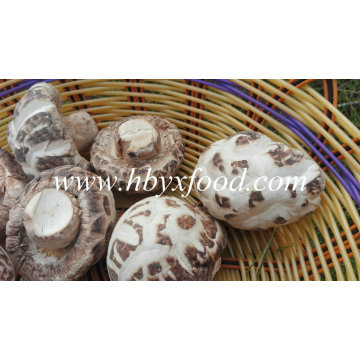 Wholesale Dehydrated Food Dried White Flower Mushroom Prices